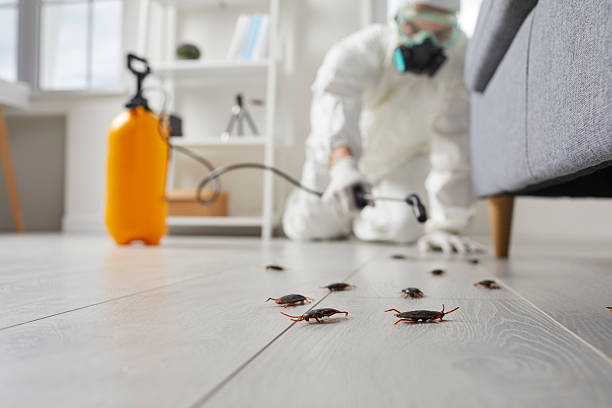 Commercial Kitchen Cockroach Control in Clayton